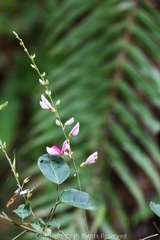 Lespedeza bicolor