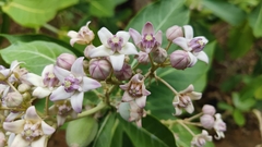 Calotropis