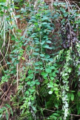 Lespedeza bicolor