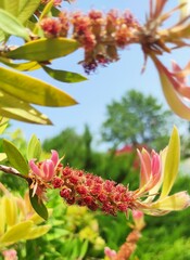 Melaleuca citrina