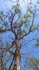 Erythrophleum chlorostachys
