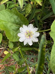 Passiflora foetida