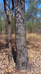 Erythrophleum chlorostachys