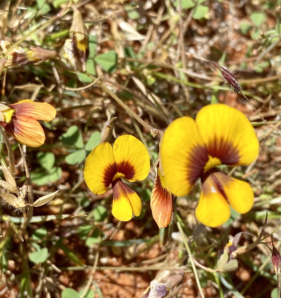 Muelleranthus obovatus