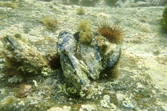 Mytilus galloprovincialis