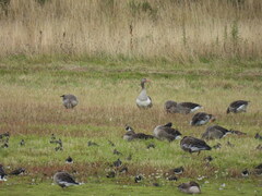 Anser anser domesticus