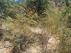 Malacothamnus