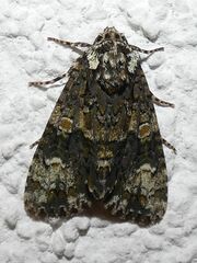 Craniophora ligustri