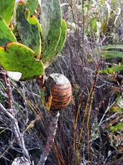Leucadendron gandogeri