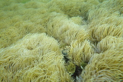 Anemonia viridis