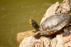 Deirochelyinae