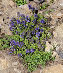 Veronica paysonii