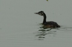 Podiceps cristatus