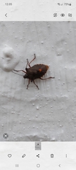Pentatoma rufipes