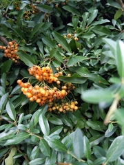 Pyracantha