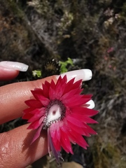 Phaenocoma prolifera