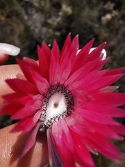 Phaenocoma prolifera