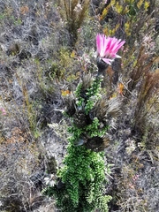 Phaenocoma prolifera