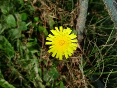 Pilosella officinarum