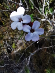 Adenandra