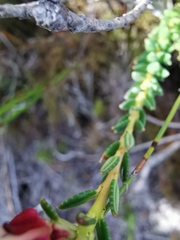 Adenandra