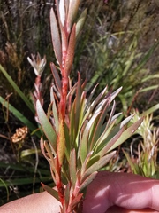Leucadendron xanthoconus