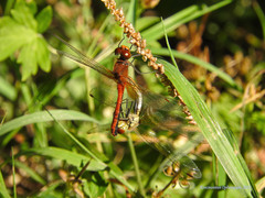 Sympetrum flaveolum