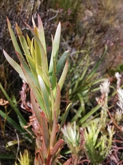 Leucadendron xanthoconus