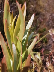 Leucadendron xanthoconus