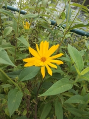 Helianthus tuberosus