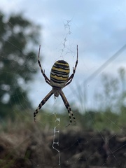Argiope bruennichi