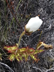Drosera cistiflora