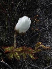 Drosera cistiflora