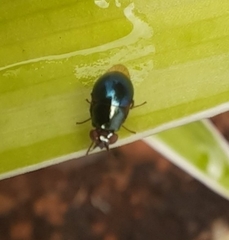 Celyphidae