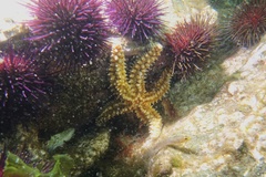 Gobius xanthocephalus