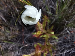 Drosera cistiflora