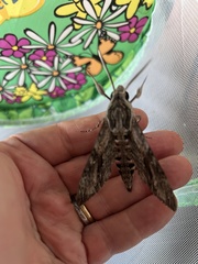 Agrius convolvuli