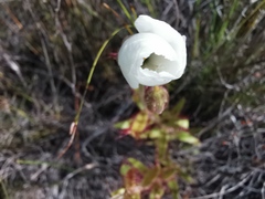 Drosera cistiflora