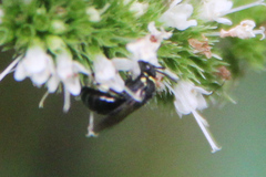 Hylaeus