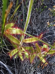 Drosera cistiflora