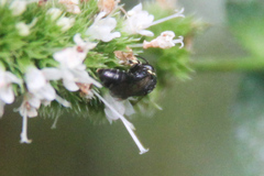 Hylaeus