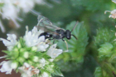 Hylaeus