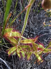 Drosera cistiflora
