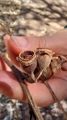 Eucalyptus tetrodonta