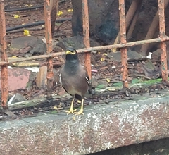 Acridotheres tristis