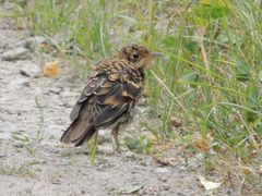 Zoothera aurea