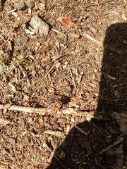Pyrrhocoris apterus