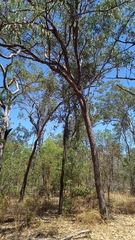 Eucalyptus tetrodonta