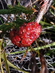 Erica sessiliflora