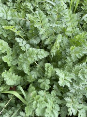 Erodium cicutarium